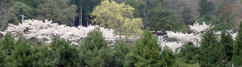 20-桜2.jpg